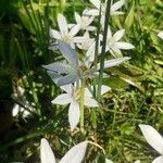 Ornithogalum umbellatumLorea