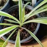 Chlorophytum capense Leaf