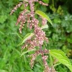 Urtica dioicaFlower