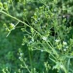 Thesium linophyllon Flower