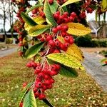 Cotoneaster frigidus Frucht