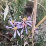 Galatella sedifoliaFlower