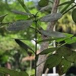 Diphysa americana ᱥᱟᱠᱟᱢ