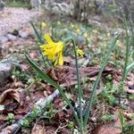 Narcissus minor Fleur