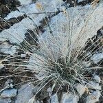 Dianthus austroiranicus Lehti