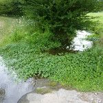 Hydrocotyle ranunculoidesHabitat