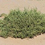 Salsola imbricata Habitus