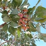 Pistacia vera Fruit