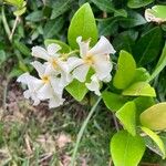 Trachelospermum asiaticum Flower