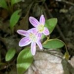 Claytonia caroliniana ফুল