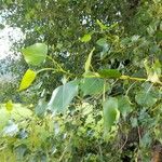 Populus x canadensis Frunză
