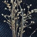 Eragrostis unioloides ফল