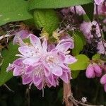 Deutzia crenataЦветок