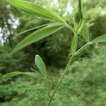 Lathyrus pratensis Leaf