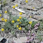 Artemisia glacialis ফুল