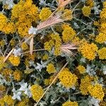 Helichrysum cymosum Λουλούδι