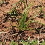 Isoetes durieui Habit