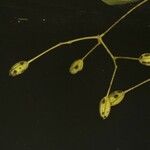 Pisonia aculeata आदत