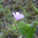 Erodium botrys Fleur