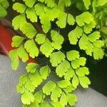 Adiantum raddianum Leaf