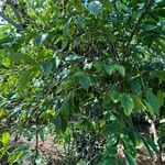 Coffea canephora 葉