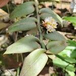 Calyptrochilum emarginatum Συνήθη χαρακτηριστικά