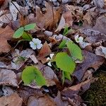 Sanguinaria canadensisBlüte