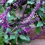 Ocimum kilimandscharicum Other