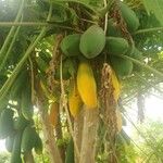 Carica papaya 果實