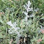 Artemisia maritima Leaf