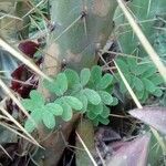 Pellaea ternifolia List
