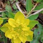 Euphorbia verrucosa Цвят