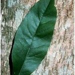 Sideroxylon lycioides Blatt