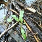 Rumex hydrolapathum Leaf