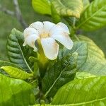 Gardenia brighamii
