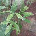 Zanthoxylum asiaticum पत्ता
