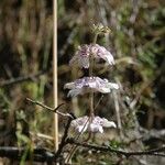 Collinsia tinctoria Buveinė