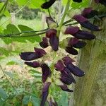 Mucuna pruriensÕis