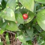 Ruscus hypophyllum Fruto