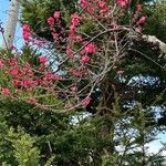 Prunus campanulata Цвят