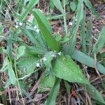 Elytraria imbricata Habit