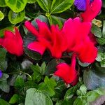 Cyclamen repandum 花