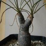 Beaucarnea gracilis Φλοιός