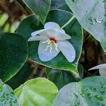 Begonia solananthera Flower