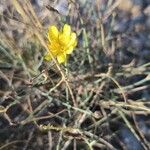 Launaea fragilis Flower