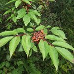 Sambucus racemosa Ffrwyth