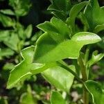 Senecio macroglossus Hoja