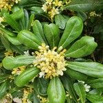 Pittosporum tobira花