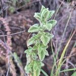 Coleus cylindraceus Лист