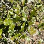 Quercus suber Leaf